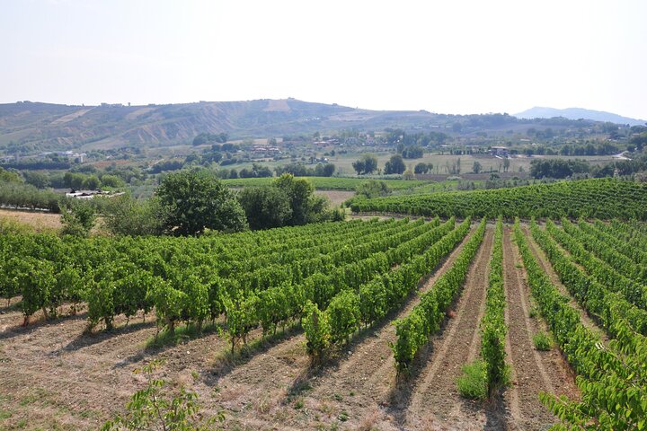 Cook Like a Local in San Marino Countryside