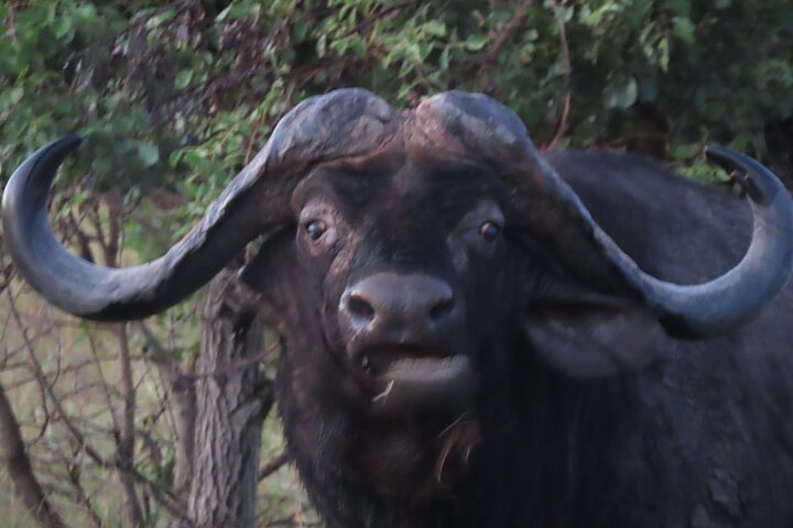 Kruger National Park - Private full day Safari trip.