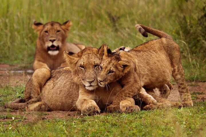 Day Trip Safari in Akagera Park with hotel pickup and lunch