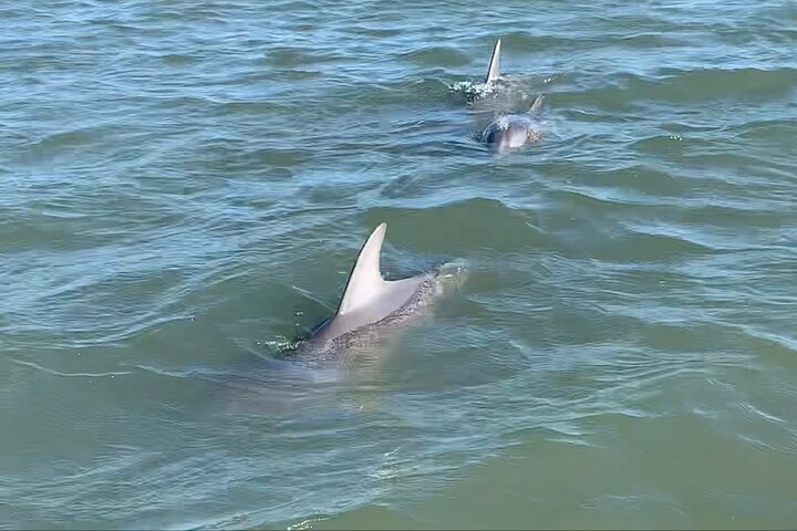 Private Charleston Sunset & Dolphin Cruise