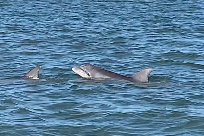 Private Charleston Sunset & Dolphin Cruise