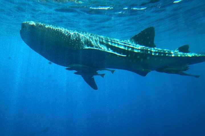 Marsa Alam: Royal Seascope Submarine cruise with pickup