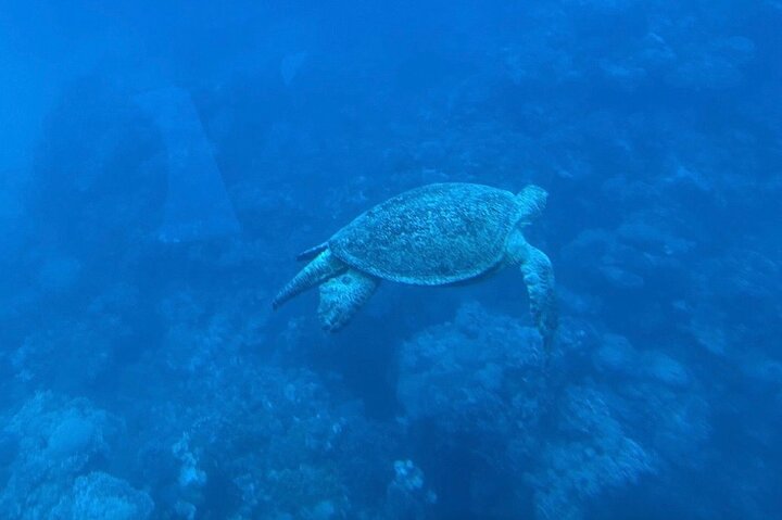 Marsa Alam: Royal Seascope Submarine cruise with pickup