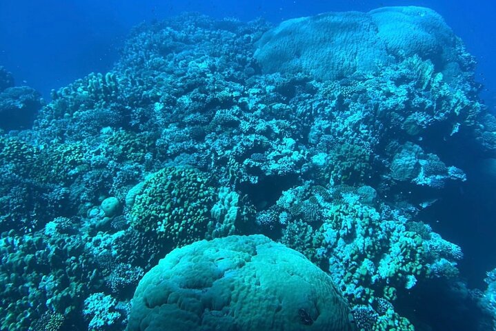 Marsa Alam: Royal Seascope Submarine cruise with pickup
