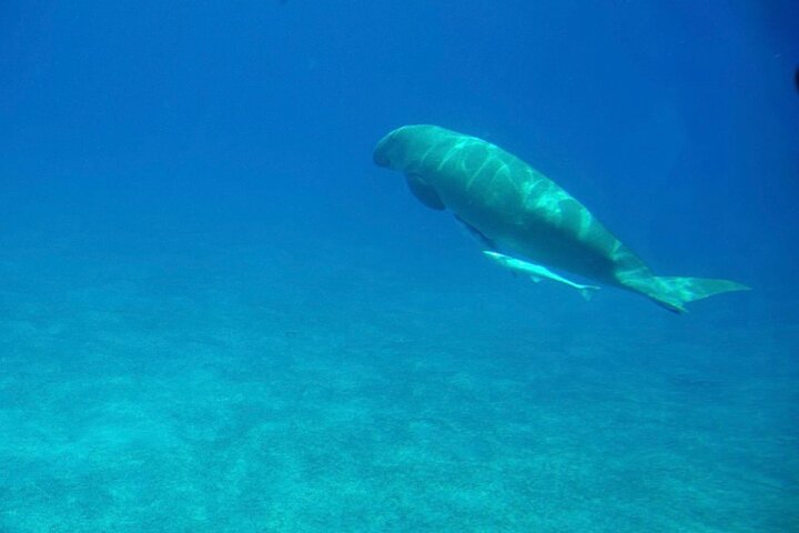 Marsa Alam: Royal Seascope Submarine cruise with pickup