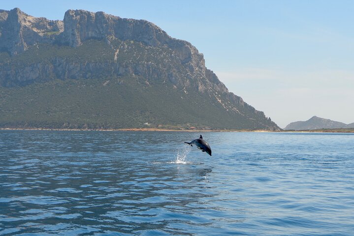 Boat tour to explore the Marine Protected Area of Tavolara