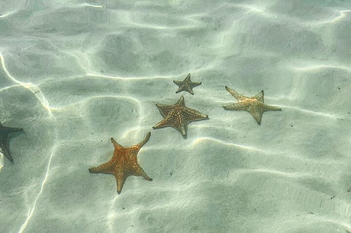 3-Stop Stingray City, Reef Snorkel & Starfish Point Tour