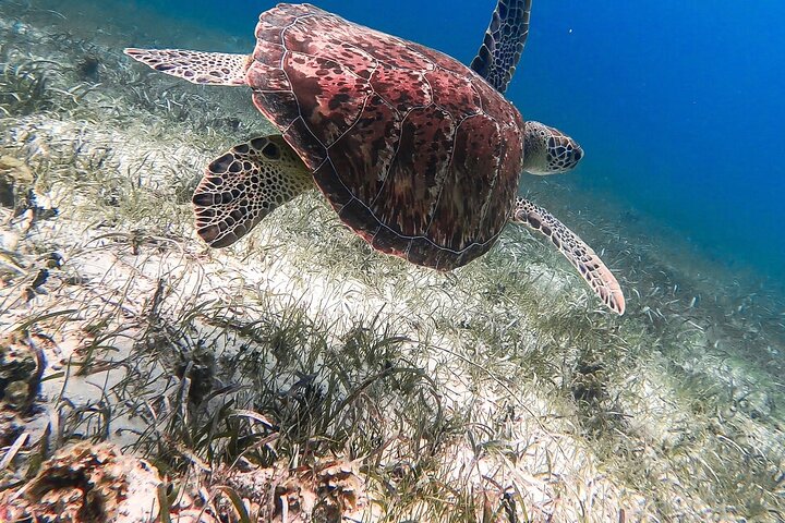 3-Stop Stingray City, Reef Snorkel & Starfish Point Tour