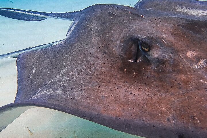 3-Stop Stingray City, Reef Snorkel & Starfish Point Tour