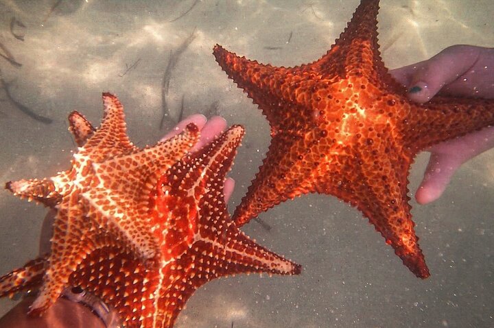 3-Stop Stingray City, Reef Snorkel & Starfish Point Tour