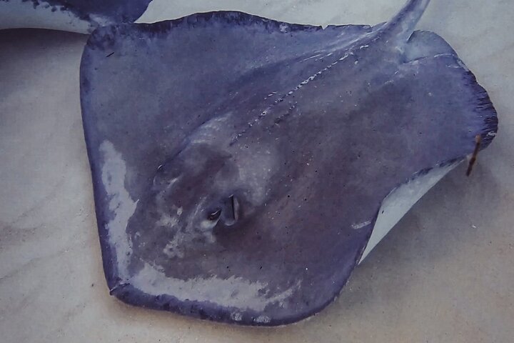 3-Stop Stingray City, Reef Snorkel & Starfish Point Tour