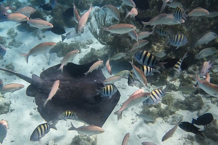 3-Stop Stingray City, Reef Snorkel & Starfish Point Tour