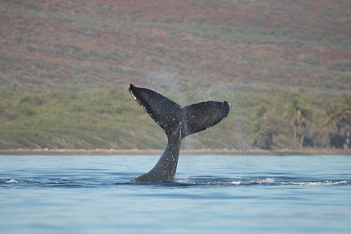 Maui Snorkeling Adventure to Molokini and Turtle Town