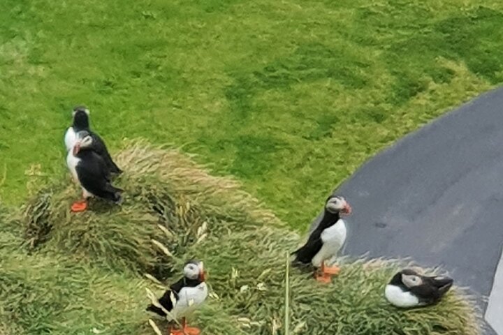 Eyjascooter Puffin Tour in Iceland