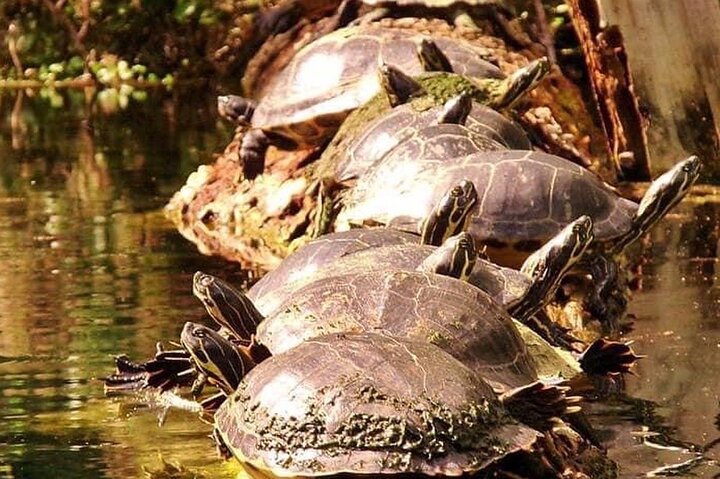 Silver Springs Clear Kayak Manatee, Monkey & Wildlife Adventures