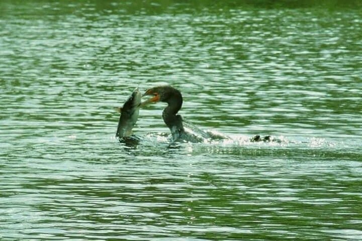 Silver Springs Clear Kayak Manatee, Monkey & Wildlife Adventures