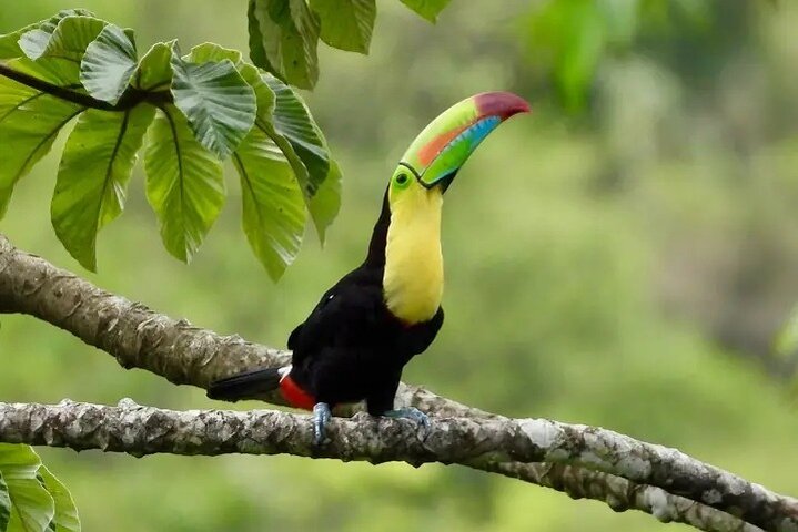 Rio Celeste Combo: River Tubing+Blue Waterfall+Exotic Wildlife