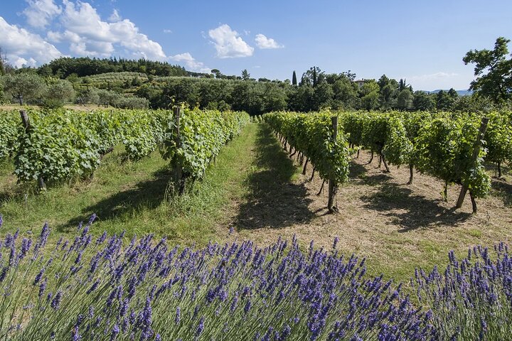 Tour of the vineyards and tasting of Evo wines and oil in Tuscany