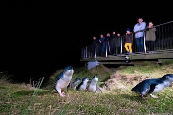 Otago Peninsula In-Depth Tour & Blue Penguins Pukekura Experience
