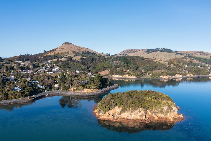 Otago Peninsula In-Depth Tour & Blue Penguins Pukekura Experience