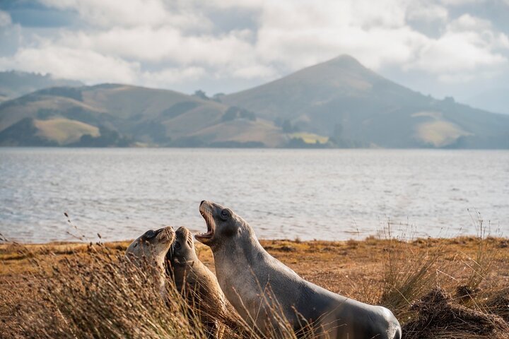 Otago Peninsula In-Depth Tour & Blue Penguins Pukekura Experience