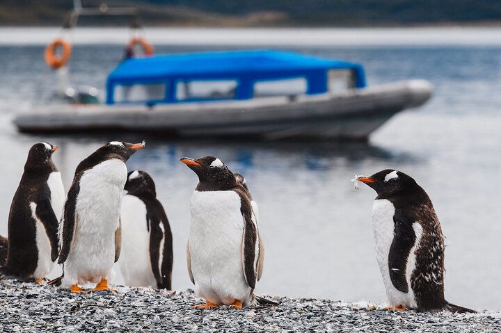 Penguin walk in Ushuaia + navigation option