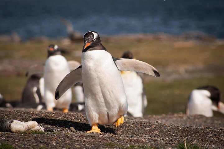 Penguin walk in Ushuaia + navigation option