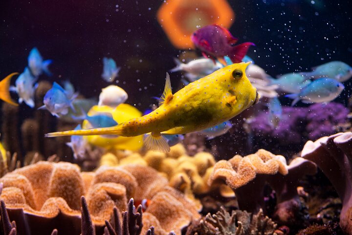SEA LIFE Hannover Ticket