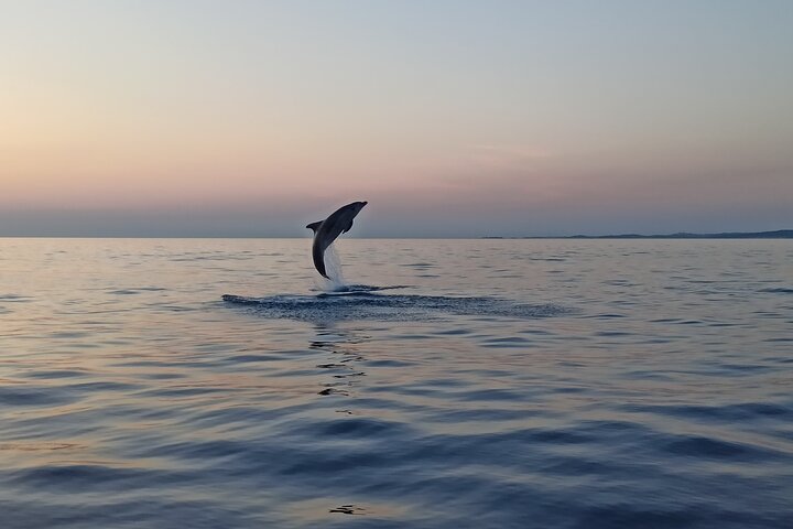 Dolphin Watching Sunset Speedboat Tour with Drinks in Rovinj