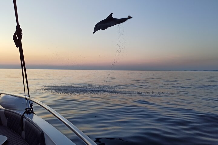 Dolphin Watching Sunset Speedboat Tour with Drinks in Rovinj