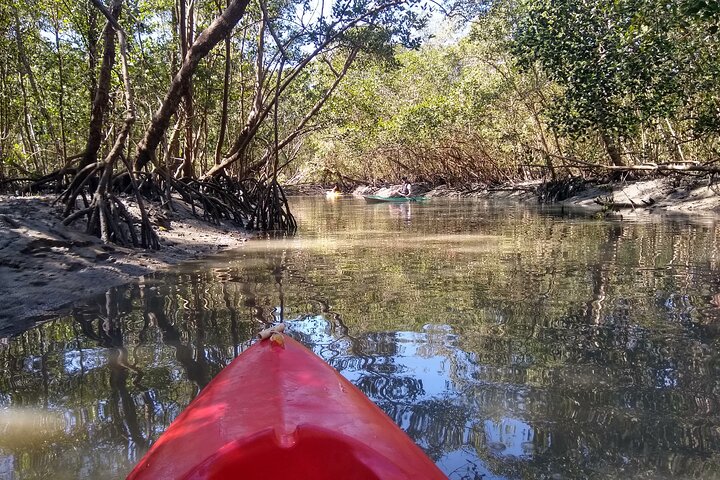 Kayaking Mangroves Natural reserve.