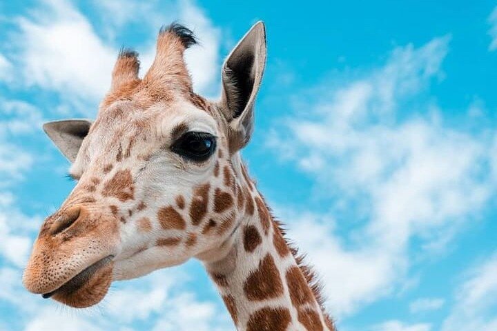 2 days Tarangire and Ngorongoro Group safari