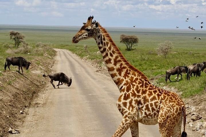 2 days Tarangire and Ngorongoro Group safari