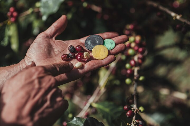 Authentic experience of Coffee, Cane and Caco inside the forest