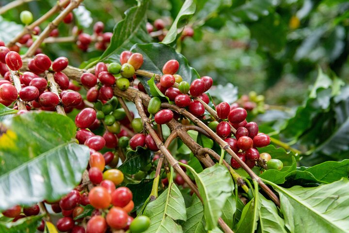 Authentic experience of Coffee, Cane and Caco inside the forest
