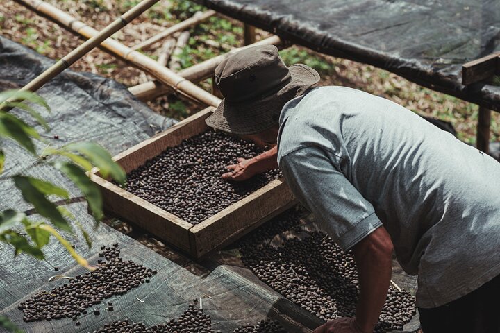 Authentic experience of Coffee, Cane and Caco inside the forest