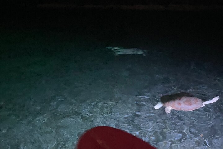 Night Kayaking in Clear Kayaks | Glowing Waters & Stars