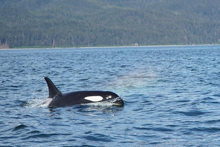 "Catch of the day" Whale-watching, Icy strait point, Hoonah