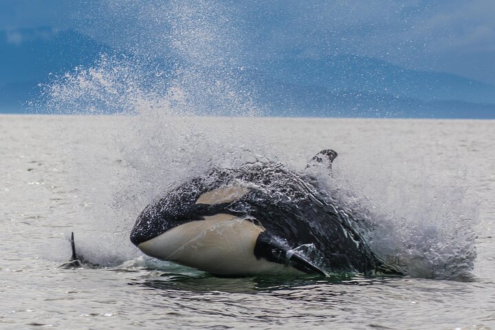 "Catch of the day" Whale-watching, Icy strait point, Hoonah