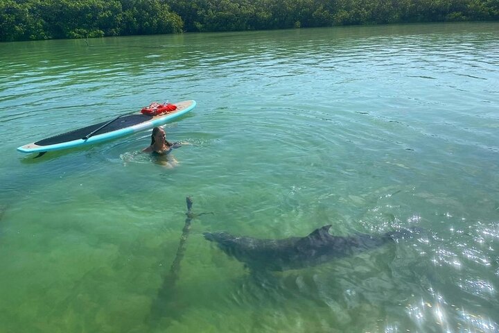 Dolphin and Manatee Adventure Tour of Fort Myers