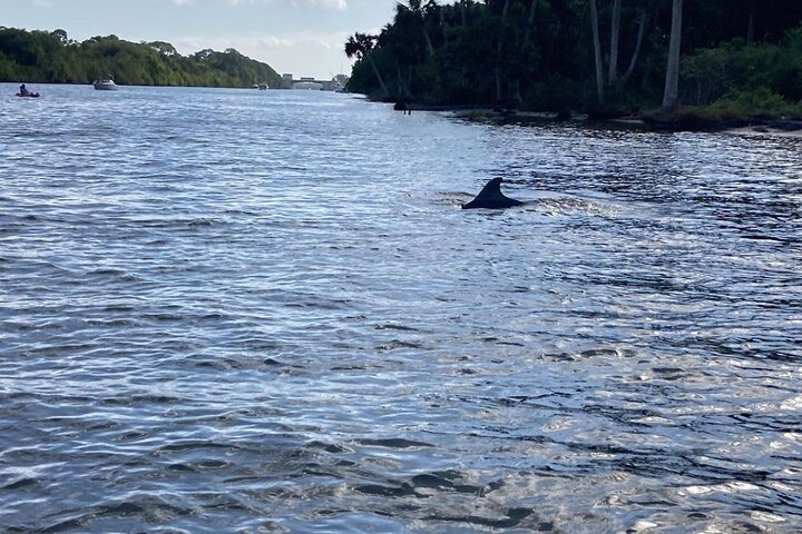 Dolphin and Manatee Adventure Tour of Merritt Island