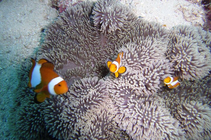 Discover Scuba Diving in Coron
