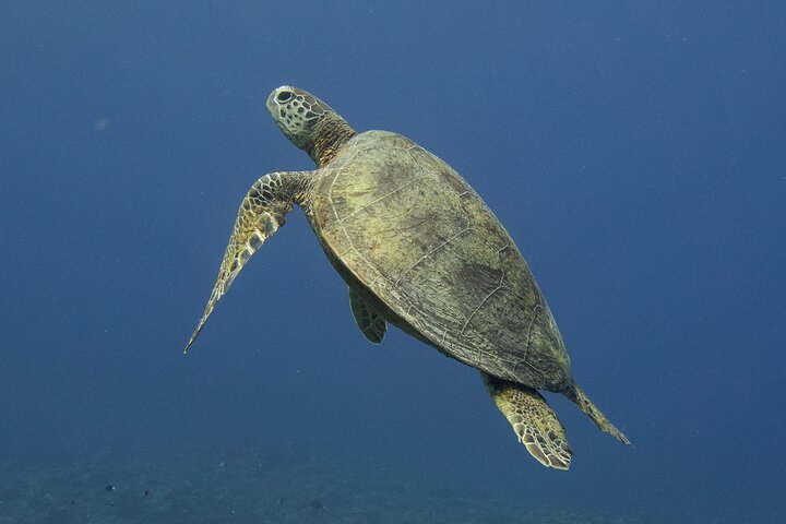 Discover Scuba Diving in Coron