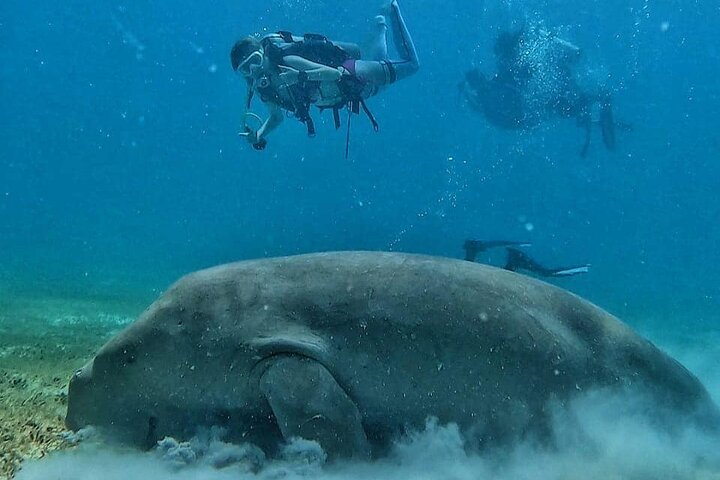 Discover Scuba Diving in Coron