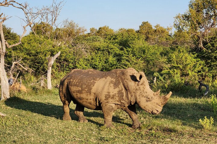 Safari Game Drive: Dinokeng Game Reserve