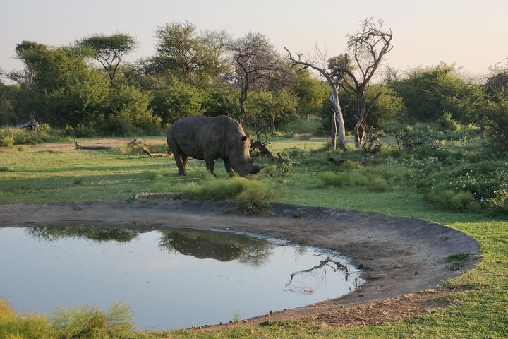 Safari Game Drive: Dinokeng Game Reserve