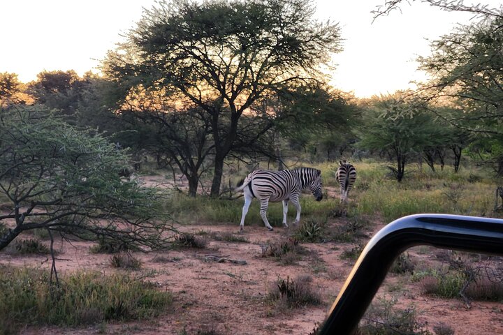 Safari Game Drive: Dinokeng Game Reserve