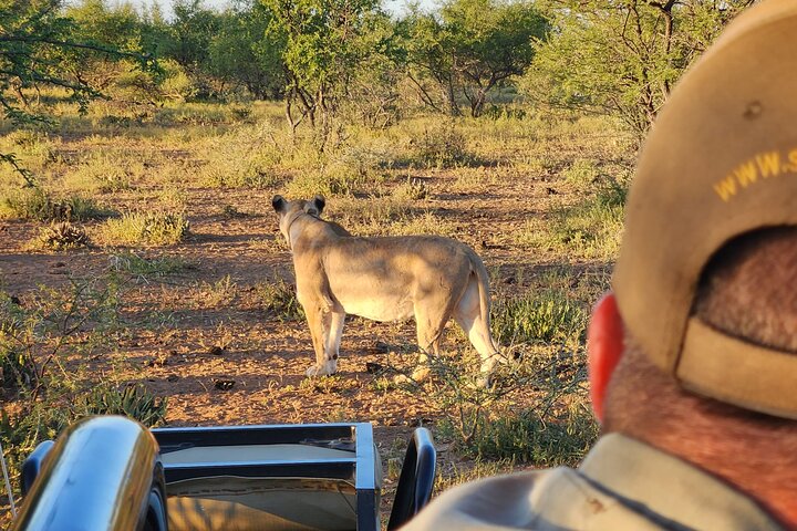 Safari Game Drive: Dinokeng Game Reserve