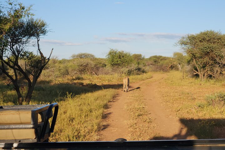 Safari Game Drive: Dinokeng Game Reserve
