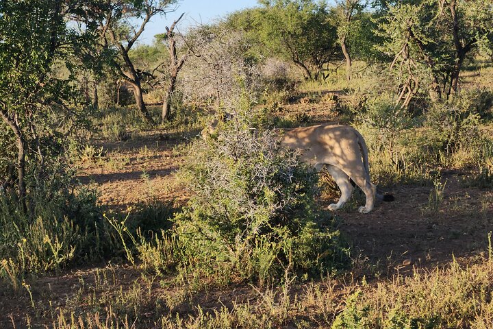 Safari Game Drive: Dinokeng Game Reserve
